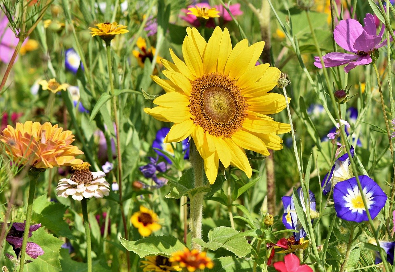 Grow Your Dream Garden with These Powerful Etsy Kits