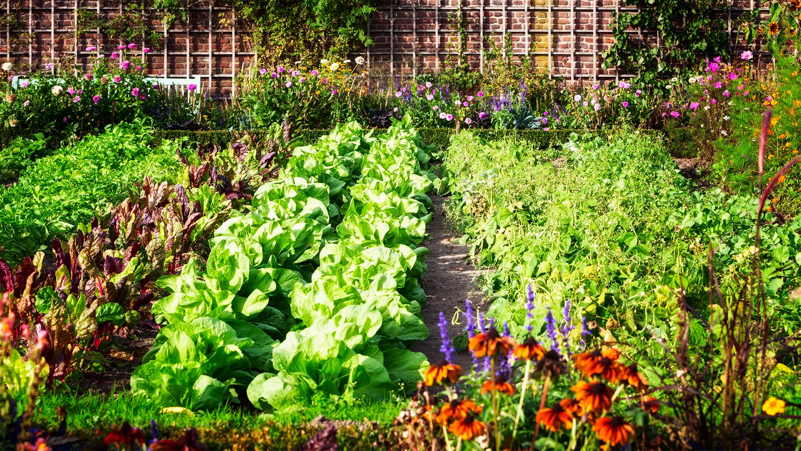 Grow Your Own Food: The Ultimate Beginner’s Guide to Organic Gardening