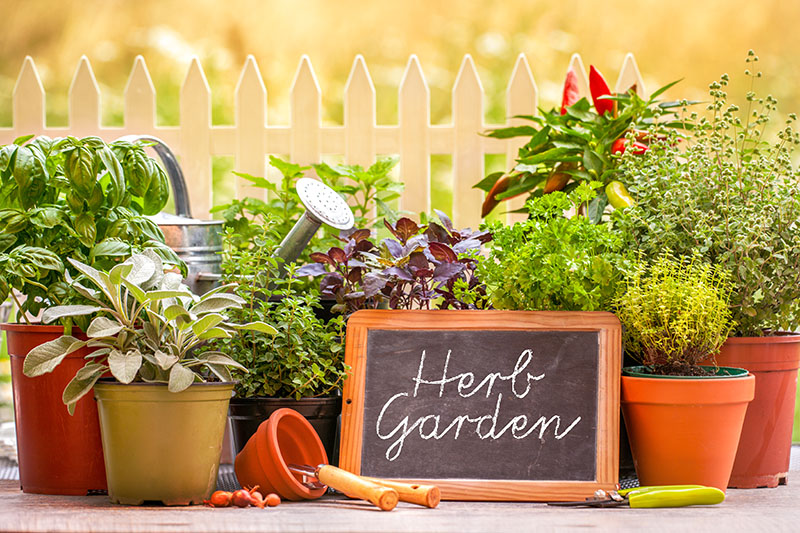Herb Gardening Made Easy: Fresh Flavors in Your Kitchen